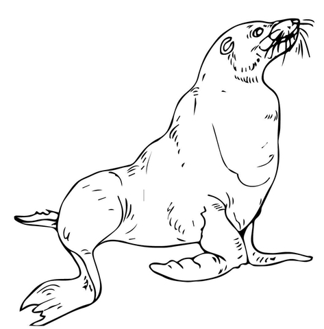 Sea Lion Coloring Page